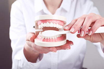 A person holding a model set of teeth, demonstrating dental care or perhaps preparing for a presentation on oral health.